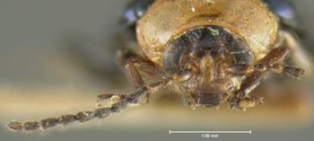 Media type: image;   Entomology 8275 Aspect: head frontal view